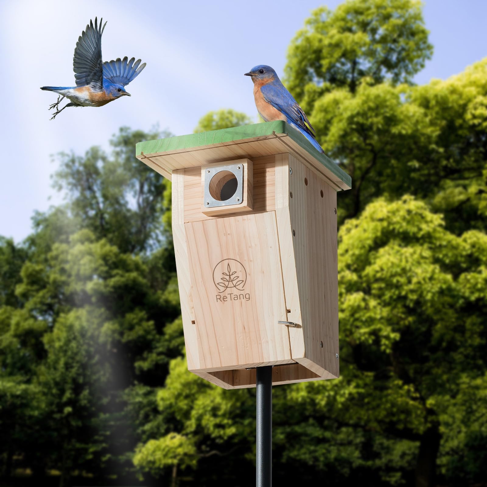 Casas para pájaros de cedro de 3/4 pulgadas de grosor con protector de depredador de metal, caja anidable para pájaros para una fácil limpieza, casas de madera para pájaro azul para exteriores, 3