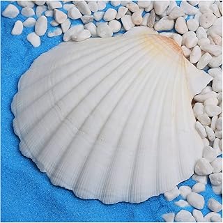 6pcs 4-5inch Scallop Shells, Natural Large Scallop, Sea Shells for Crafting, Seashells Beach Decorations for Home, Beaching Wedding Decoration