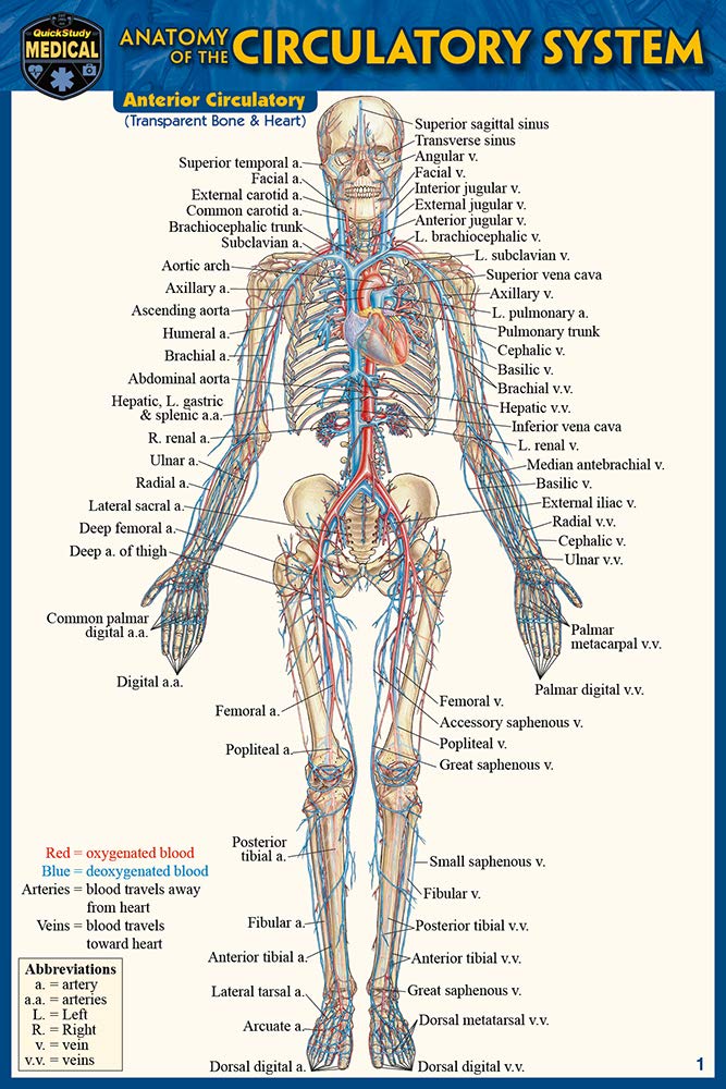 Anatomy of the Circulatory System Wall Chart – Illustrated, November 1, 2019