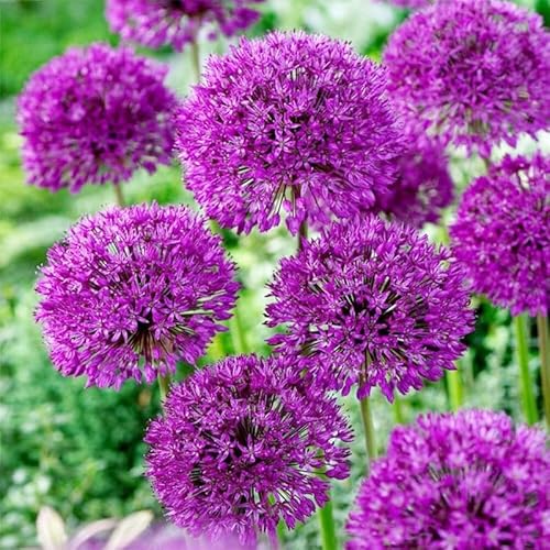 200+ Perennial Allium Giganteum Seeds for Planting Outdoor-Non-GMO Heirloom Flower Seeds-Attract Butterflies and Bees 200+ Perennial Allium Giganteum Seeds for Planting Outdoor-Non-GMO Heirloom Flower Seeds-Attract Butterflies and Bees