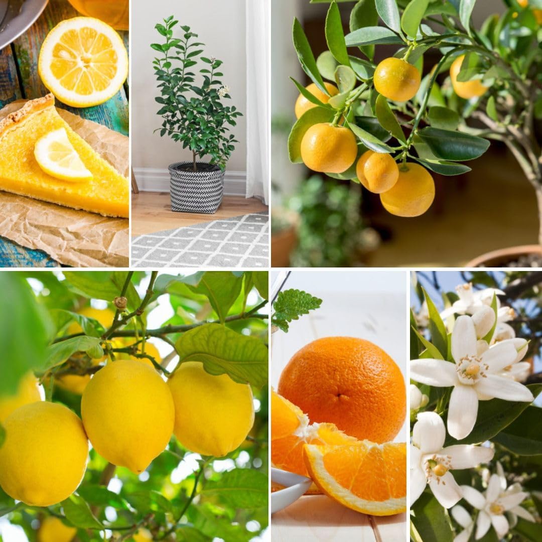 Citrus Collection – Indoor Lemon & Orange Tree Set (2 x 9 cm Pots) | Dwarf Potted Fruit Plants for Conservatory, Patio or Windowsill | Grow Your Own Edible Citrus by Thompson & Morgan