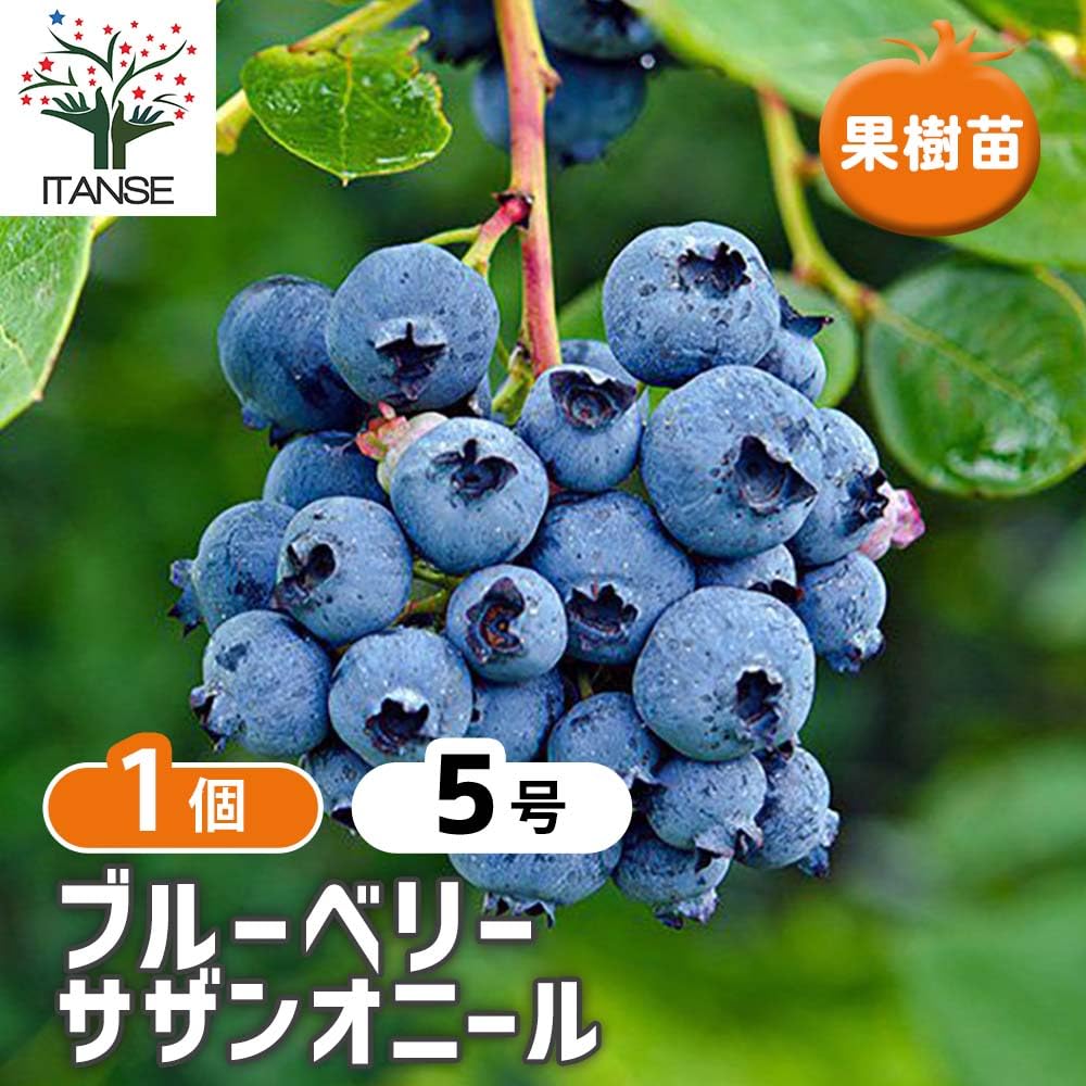 Amazon.co.jp: ITANSE ブルーベリー苗木 大実サザンハイブッシュ