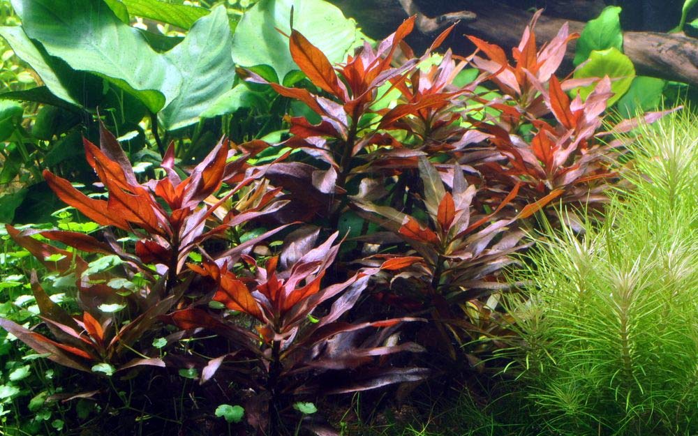 Tropica Einsteiger Maxi Set mit 10 Topf Pflanzen Aquariumpflanzenset Nr.37 Wasserpflanzen Aquarium Aquariumpflanzen
