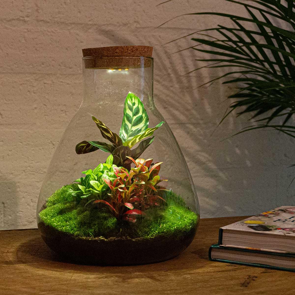 urbanjngl - Sam Calathea Terrarium mit Licht - DIY Kit für Pflanzen - 24,5 cm, Höhe 30 cm - Selbstversorgendes Ökosystem für Zuhause