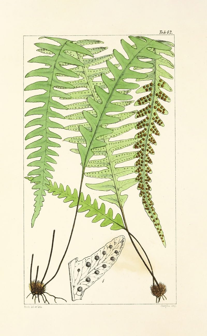 Wiek paproci Pl.40 (1854) plakat wydruk autorstwa Williama Jacksona Hookera (24 x 36)