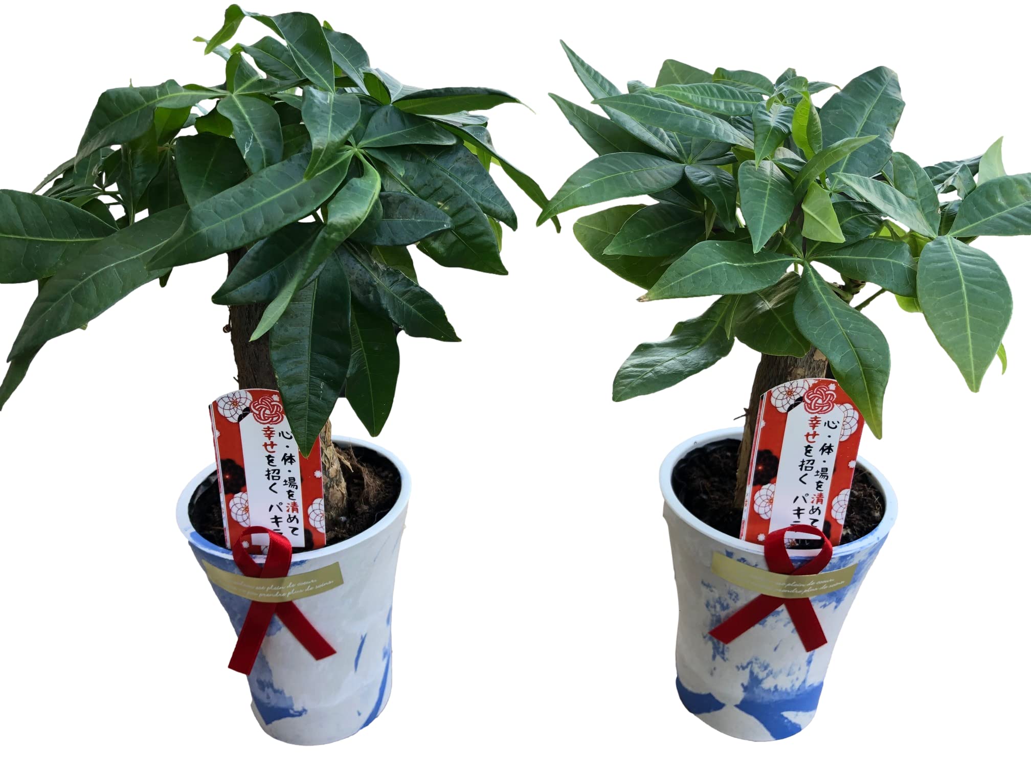 Amazon｜幸せを呼ぶミニ観葉植物【パキラ whiteマーブル鉢カバー付き 2 