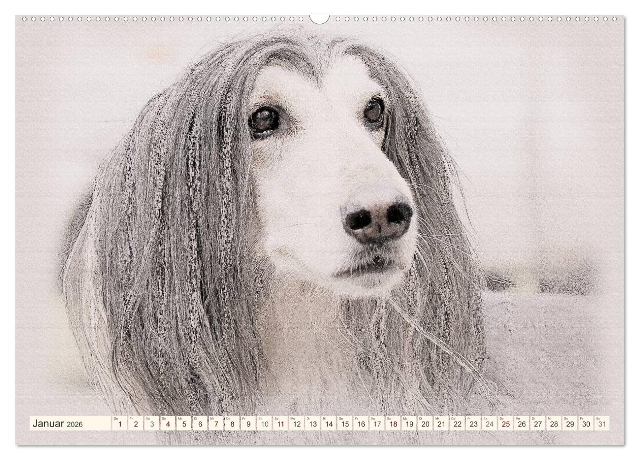 Windhunde 2026 (Wandkalender 2026 DIN A2 quer), CALVENDO Monatskalender: Windhunde - Wunderschön gestalteter Kalender. Jedes Monatsmotiv gleicht einem kleinen Kunstwerk. (CALVENDO Tiere)