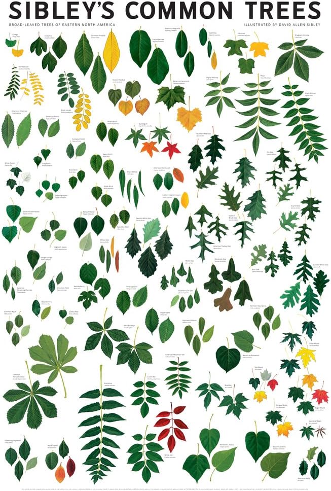 Sibley's Common Trees of Eastern North America, 24x36 Poster – October 15, 2010