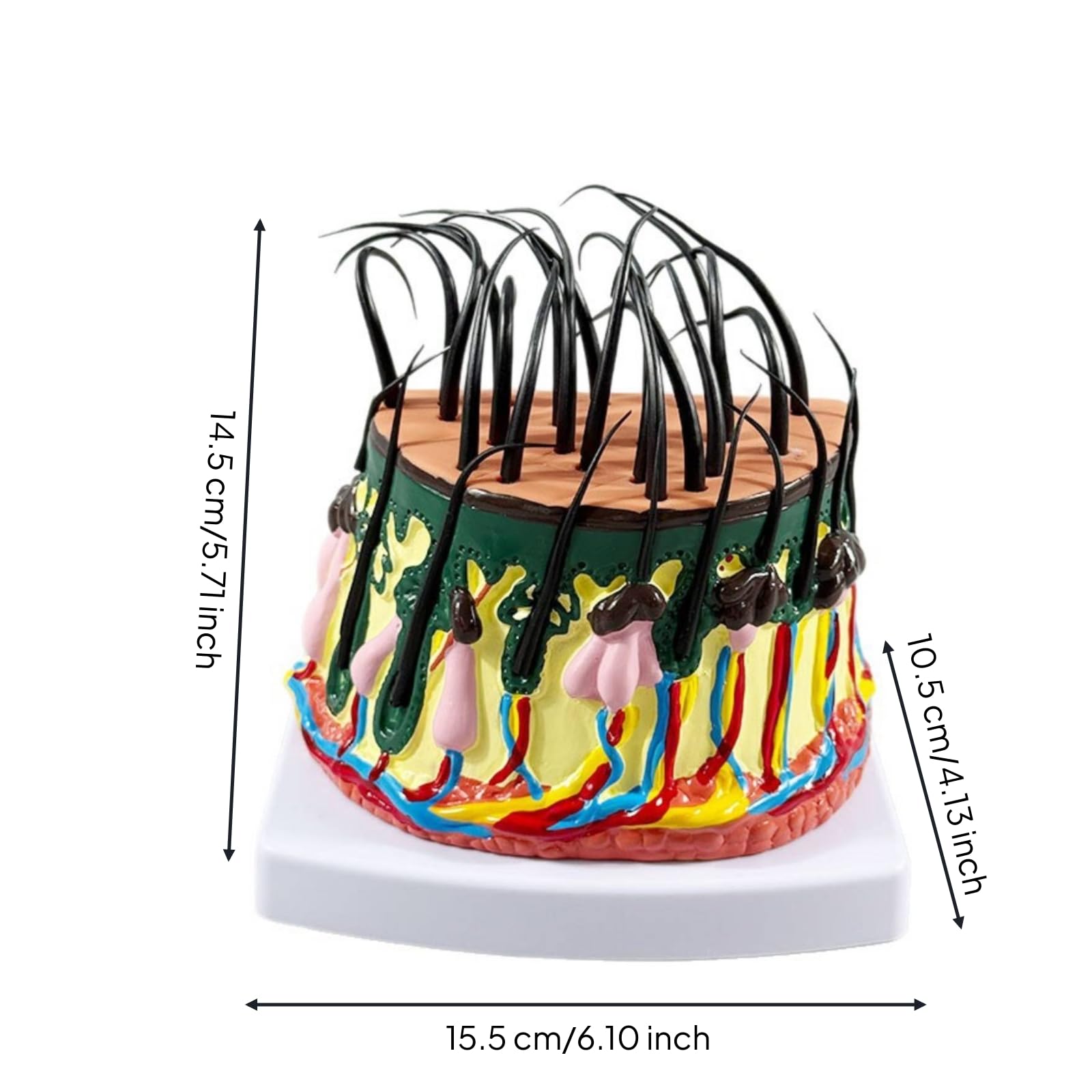 Modello Strutturale Della Pelle con Capelli Didattico Modello di Pelle con Capelli Tridimensionale per Studenti