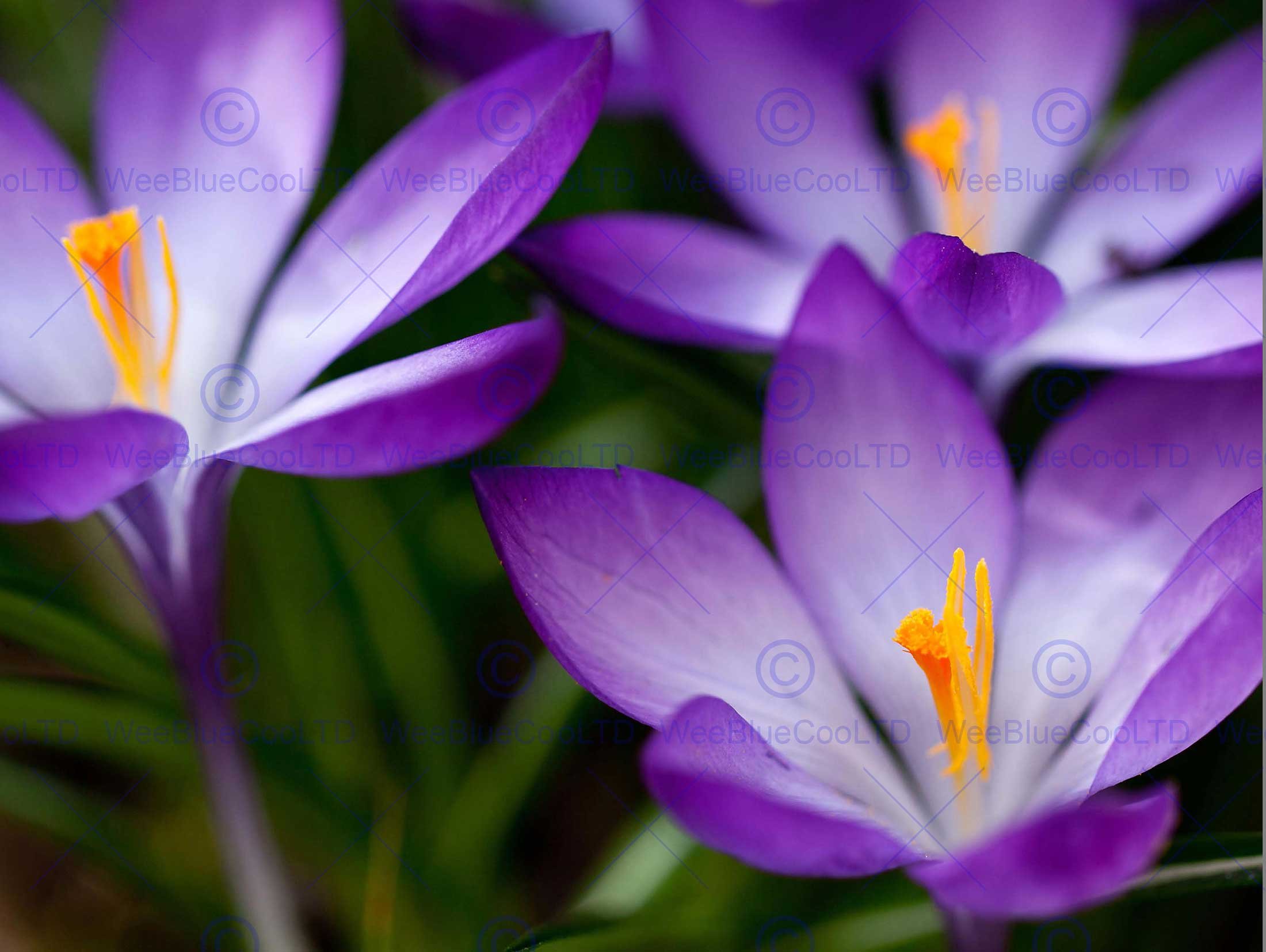 Wee Blue Coo 12 X 16 Inch / 30 X 40 Cms Crocus Flower Purple Spring Photo Fine Art Print Poster Home Decor Picture Bmp461B