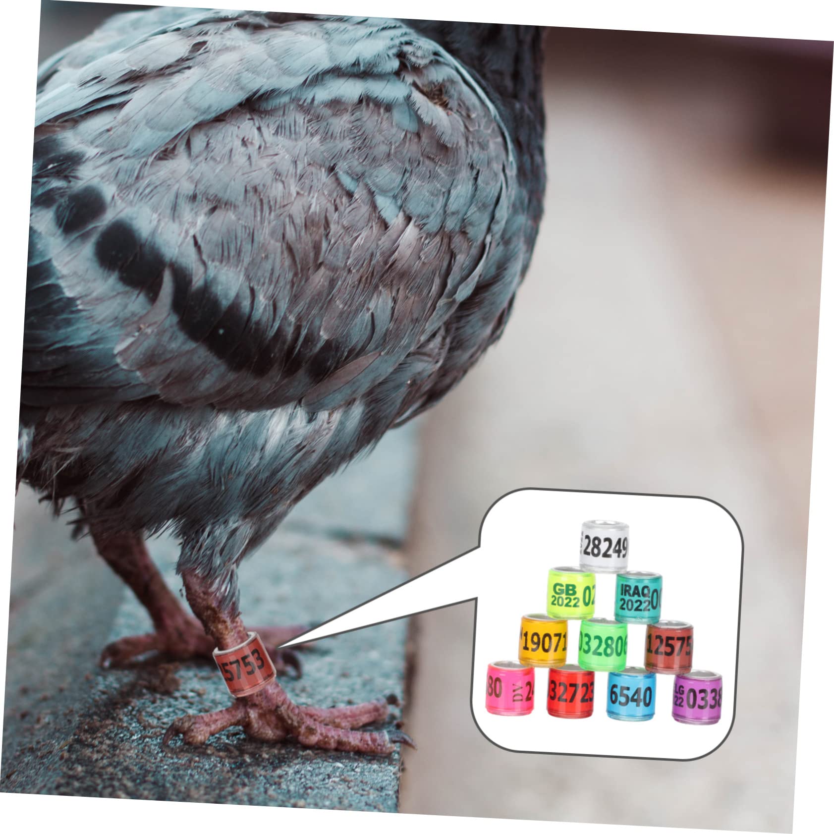 minkissy 300piezas Anillas De Identificación para De Anillas De Coloridas para Aves De Usar y Almacenar para Entrenamiento y Gestión De Aves Domésticas