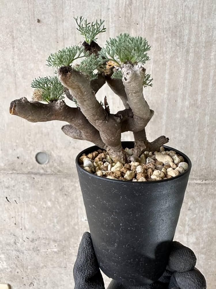 Amazon｜【現品限り】サルコカウロン・ムルチフィズム 現地株 発