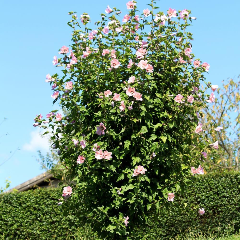 Generic Althea Pink Bloom, Pink Flowering, Deciduous, Shrub, Cold Hardy, 3 gal, Nursery Pot