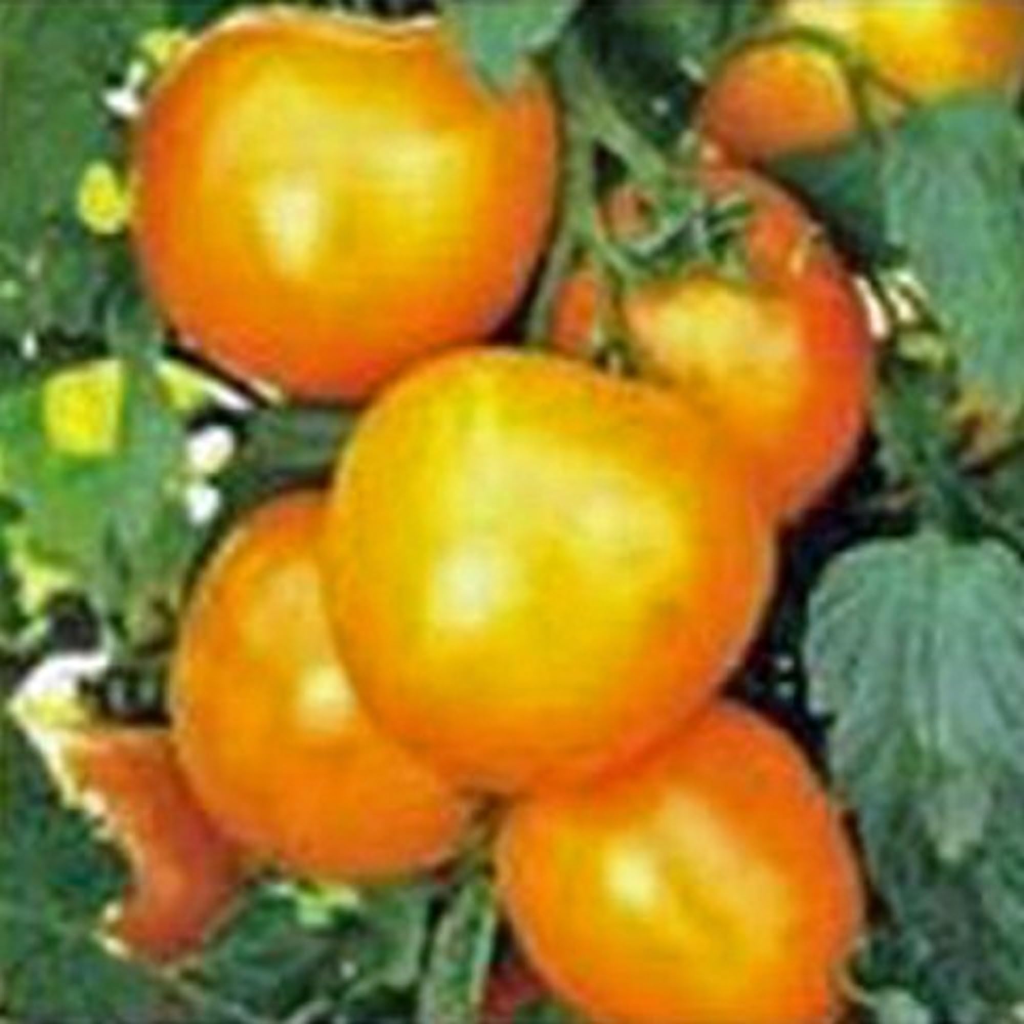 Jubilee Tomato, Heirloom, 100 Seeds, Delicious Sweet Yellow Tomatoes, A Must for Every Garden, Country Creek Brand