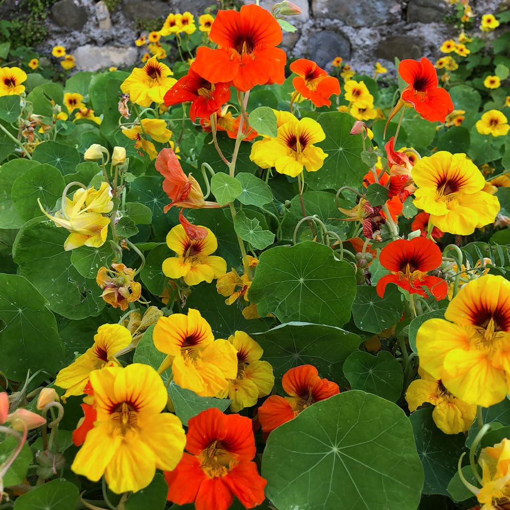 Nasturtium Tip Top Mix Seeds – Flowers High on the Plants for Extra Impact – Hardy Annual – for Your Beautiful Garden