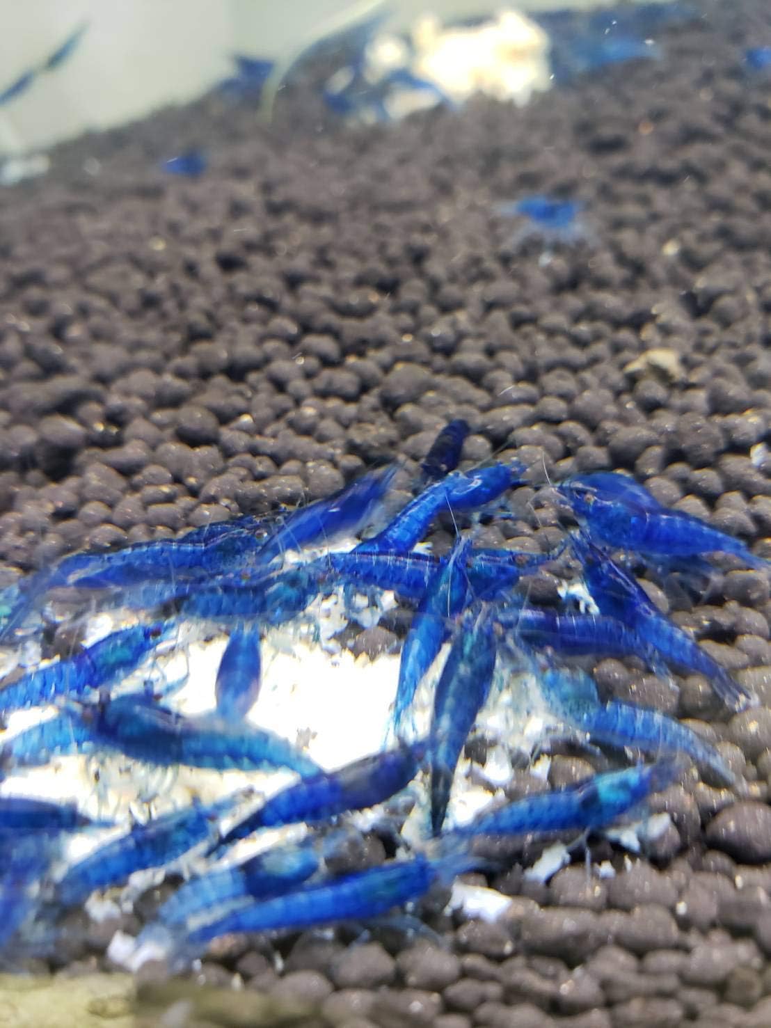 21公式店舗 エビ ベルベットブルーシュリンプダークブルー １０匹 シラクラシュリンプミネラルｃａ １００ｍｌ 本州四国限定 Shipsctc Org