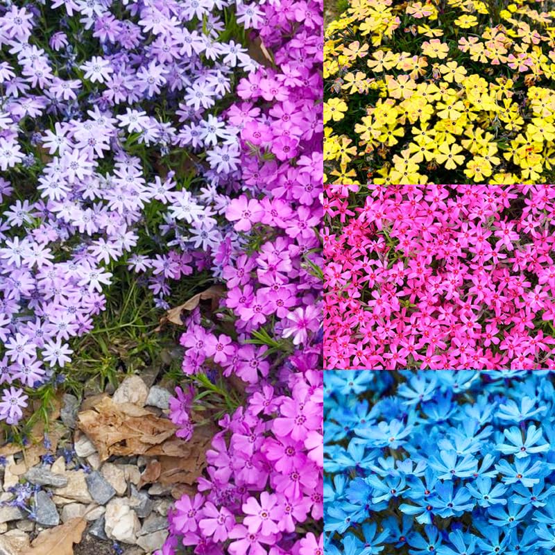 1200+ Mixed Color Creeping Phlox Seeds for Planting - Perennial Flower Seeds Ground Cover, Dense Blooms for Garden Borders & Pathways, Attracts Pollinators