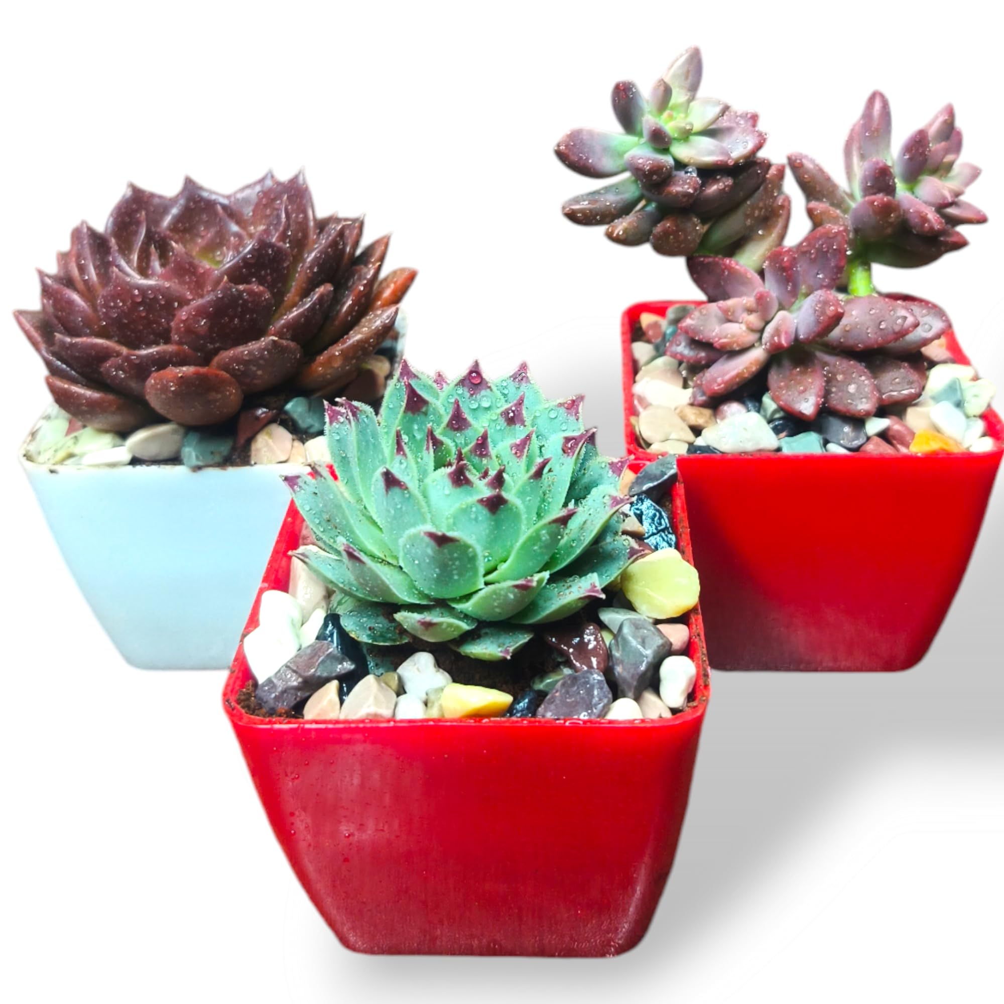 MVM e-comerce Succulent Plant Live Combo, Set of 3 With Pots For Gift |Offcice |Decorative-image-14