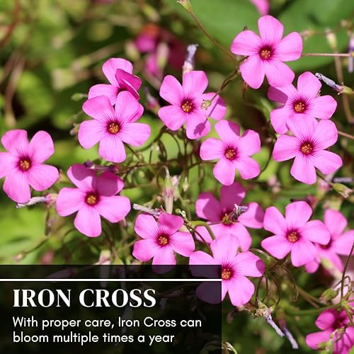 Miniatura 5 de Bulbos de trébol de Iron Cross, 10 bombillas para plantar, tréboles de cruz de hierro, crecimiento rápido durante todo el año, en interiores o