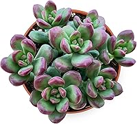 Vista 14 de Suculentas vivas Sedum Adolphi 'Firestorm' (10 cm), plantas suculentas totalmente enraizadas en macetas con tierra, planta de interior de fácil