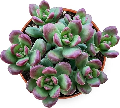 Miniatura 31 de Suculenta única Echeveria “Dusty Rose” de 4 pulgadas, suculentas vivas completamente enraizadas en macetas, fácil cuidado, para decoración