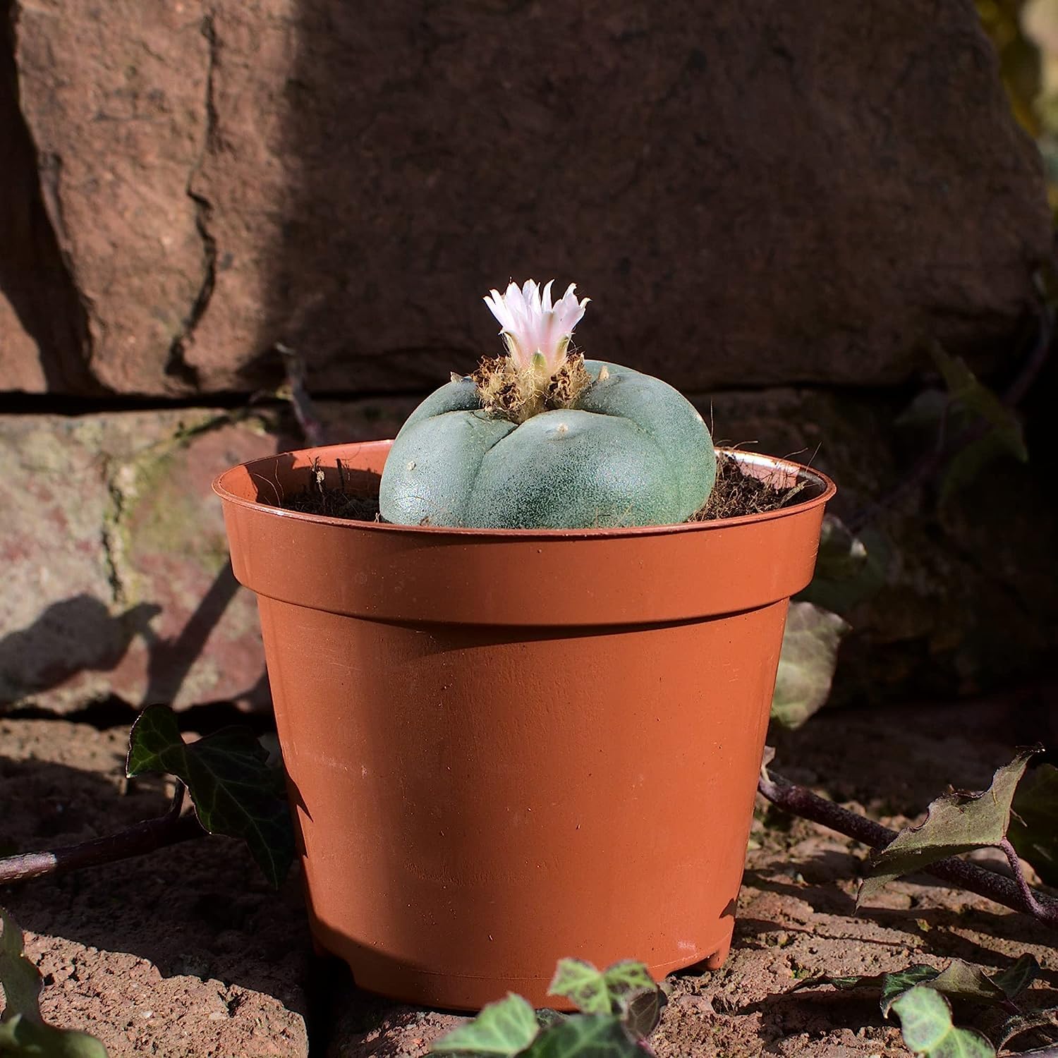Lophophora williamsii, peyote 4,5cm