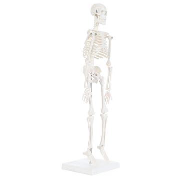 Anatomy Lab Human Skeleton Model, 19 Desktop Skeleton Has Movable Arms and Legs, Details Basic Human Skeletal System with Display Stand