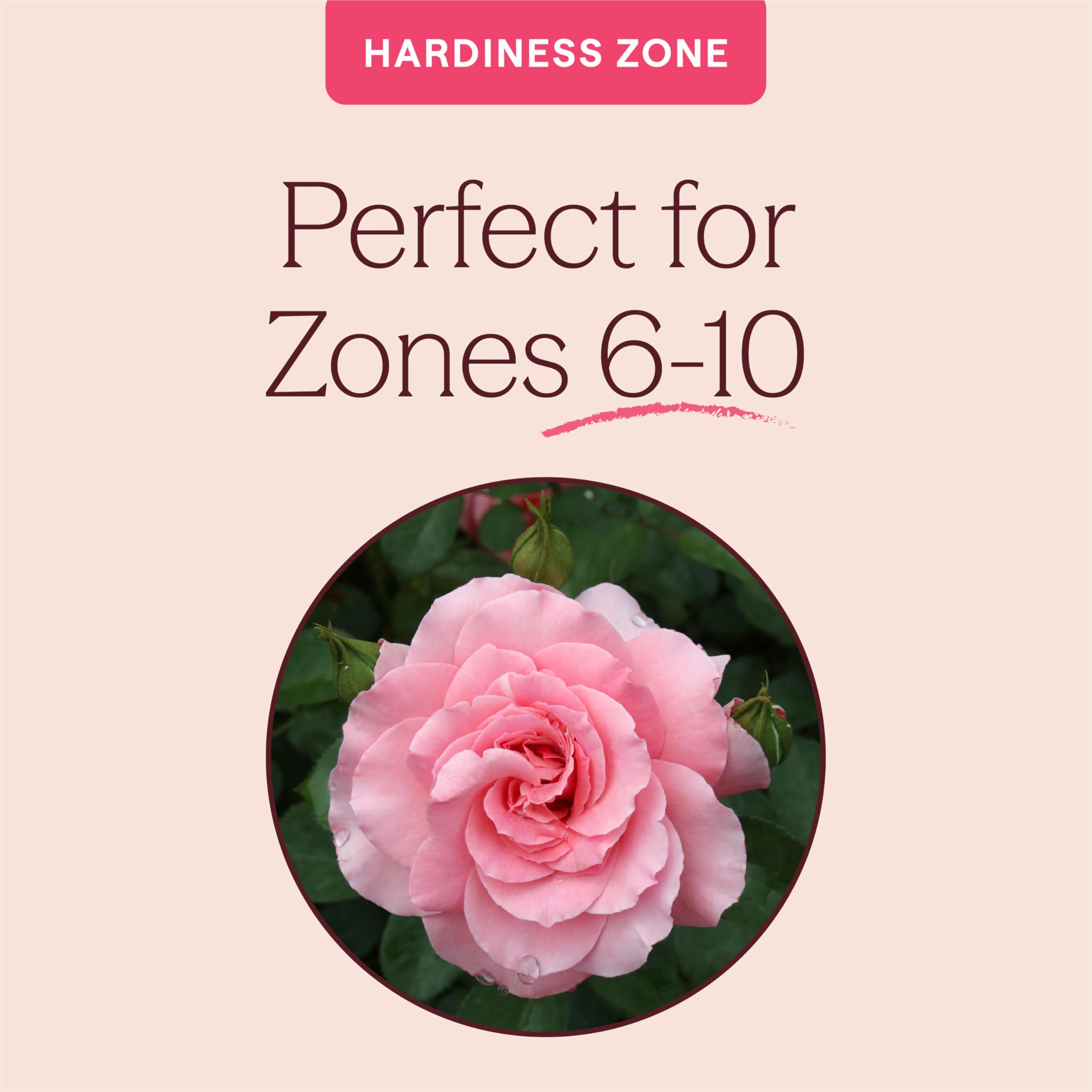 Amazon.com : Heirloom Floribunda Roses, Live Own Root Plant for