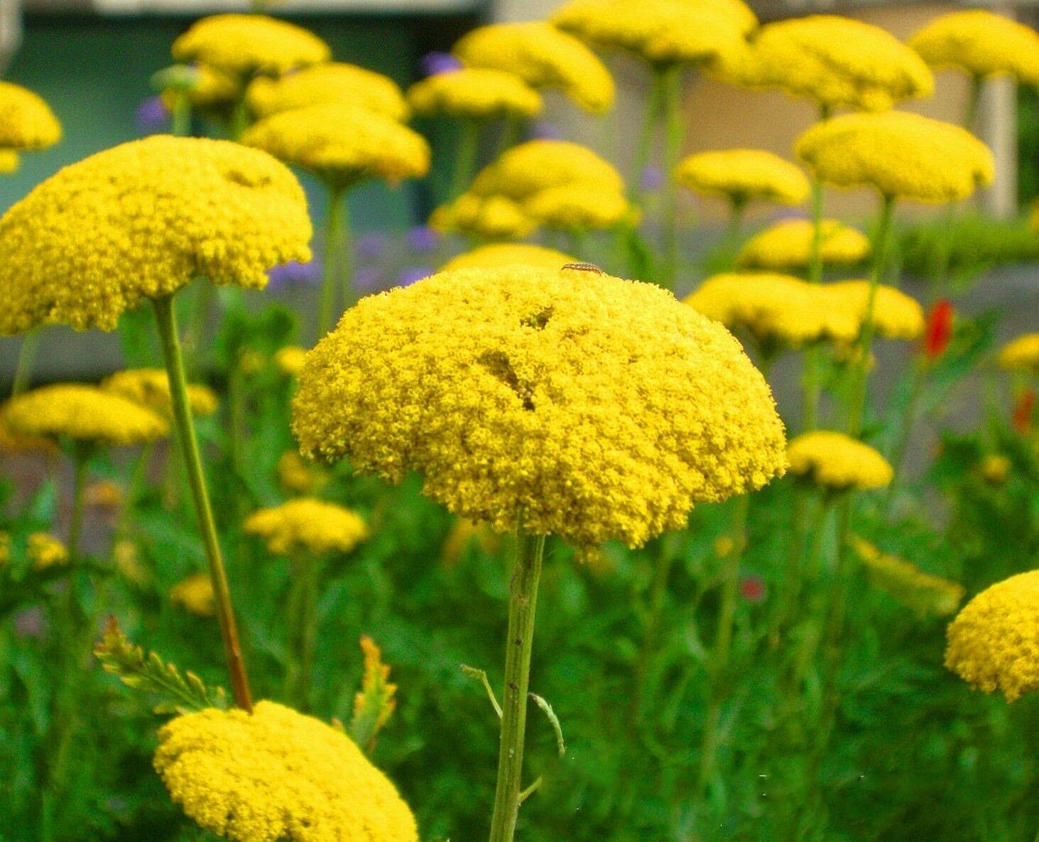 TRTO Yarrow Cloth of Gold - Achillea Filipendulina - 3000 Seeds - Perennial Flower for Planting Garden Yard Patio and Useful for Gift (3000 Seeds)
