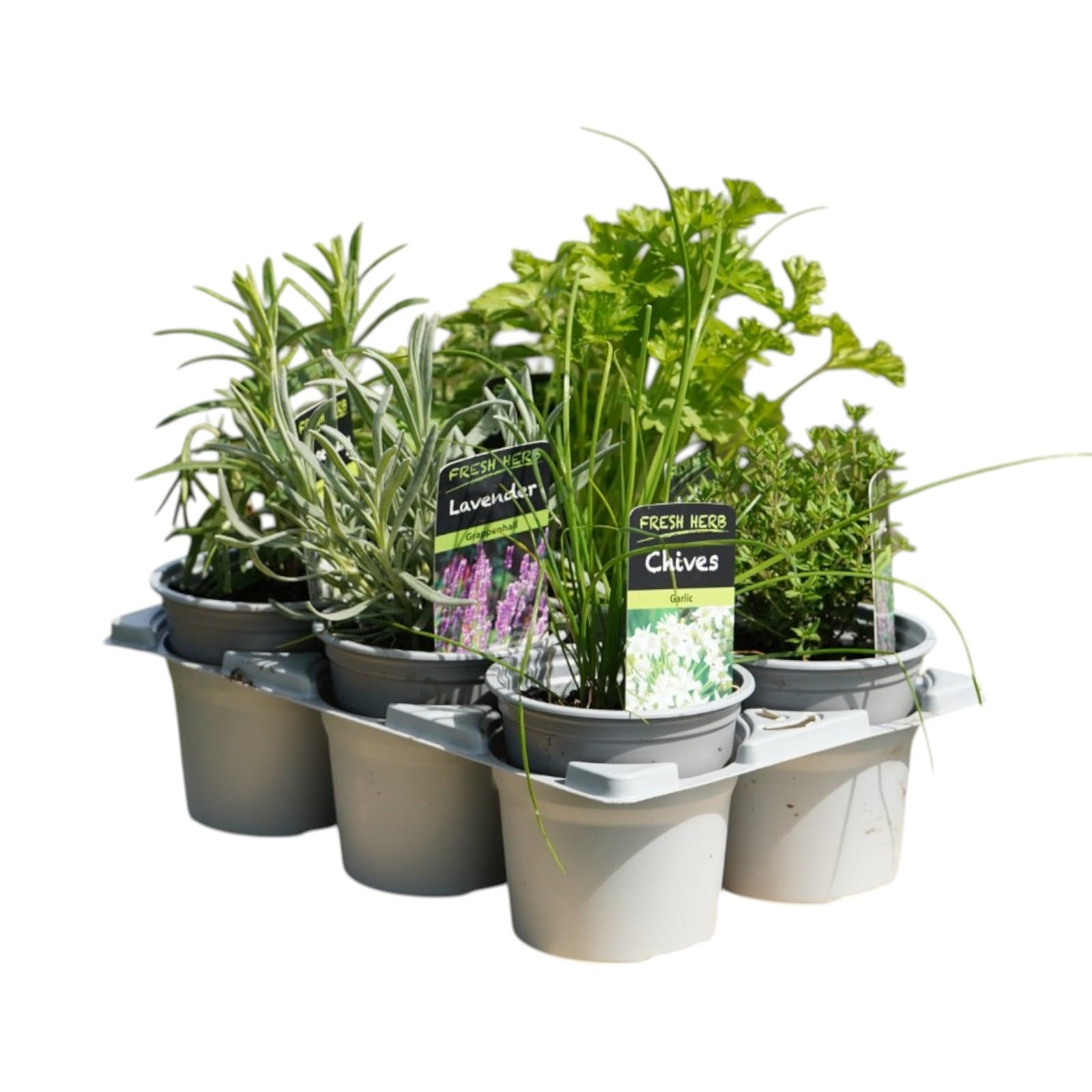 6 x Herb Plants - Including Herbs Like Rosemary - Coriander - Mint - Chives - Lavender - 9cm Pots Ready to Plant