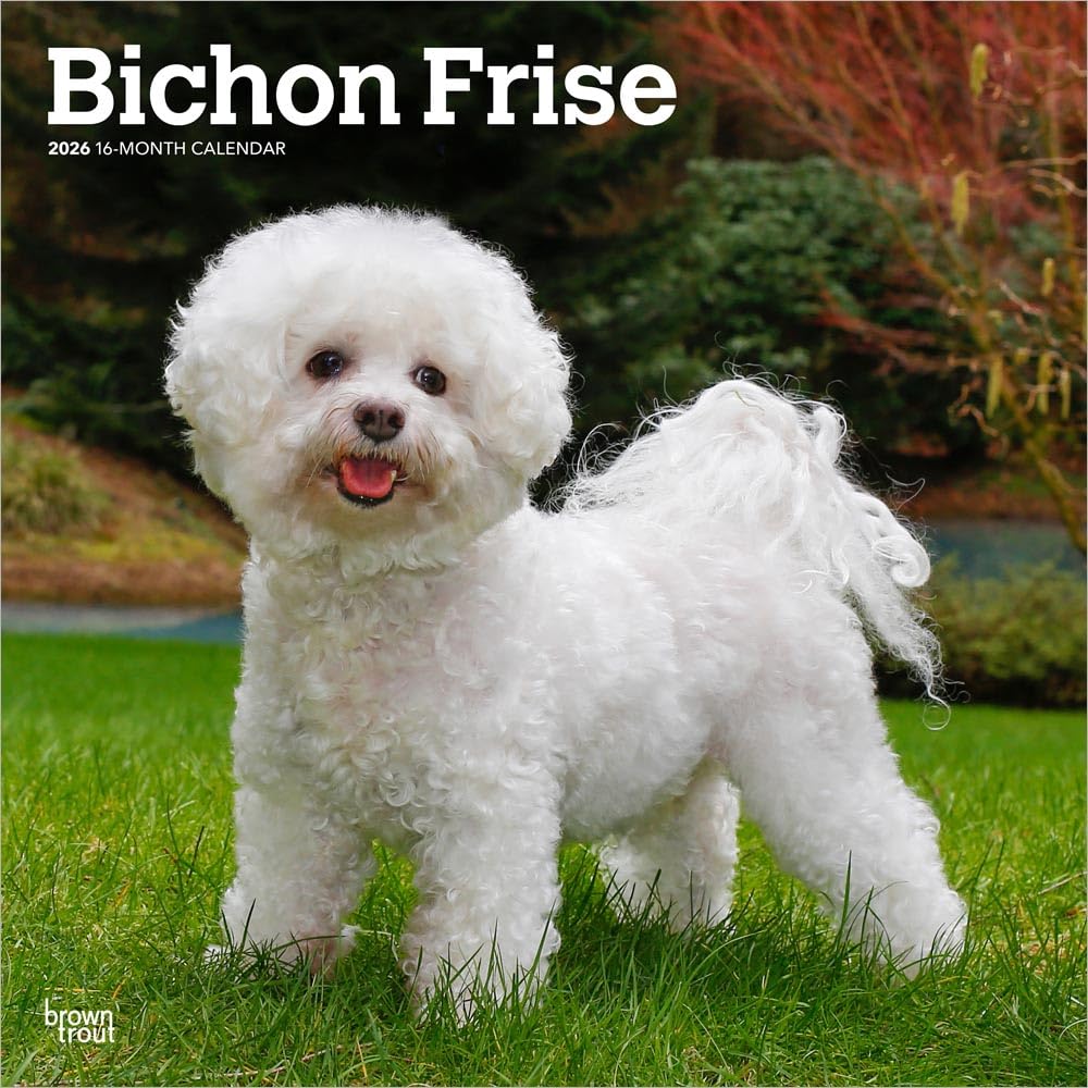 Bichon Frise | 2026 12 x 24 Inch (Hanging) Monthly Square Wall Calendar | Plastic-Free | BrownTrout | Animals Dog Breeds