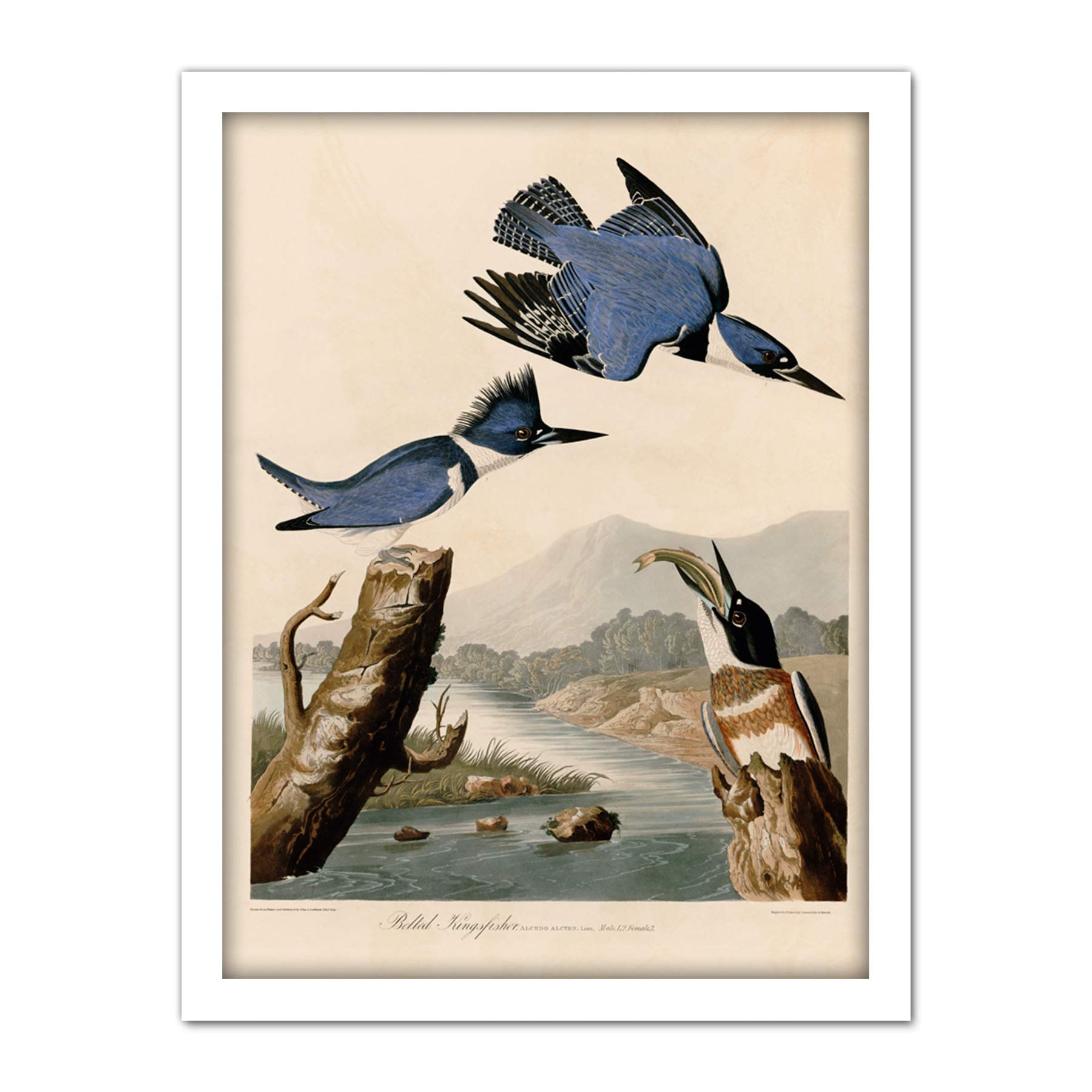 Artery8 Audubon Birds America Belted Kingfisher Artwork Framed Wall Art Print 18X24 Inch