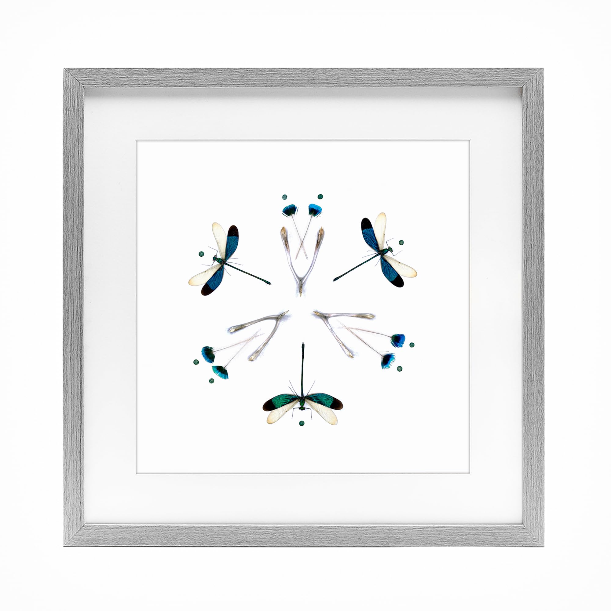 Dragonfly Symmetry Nature, 16 x 16 Inch Framed Print Under Glass