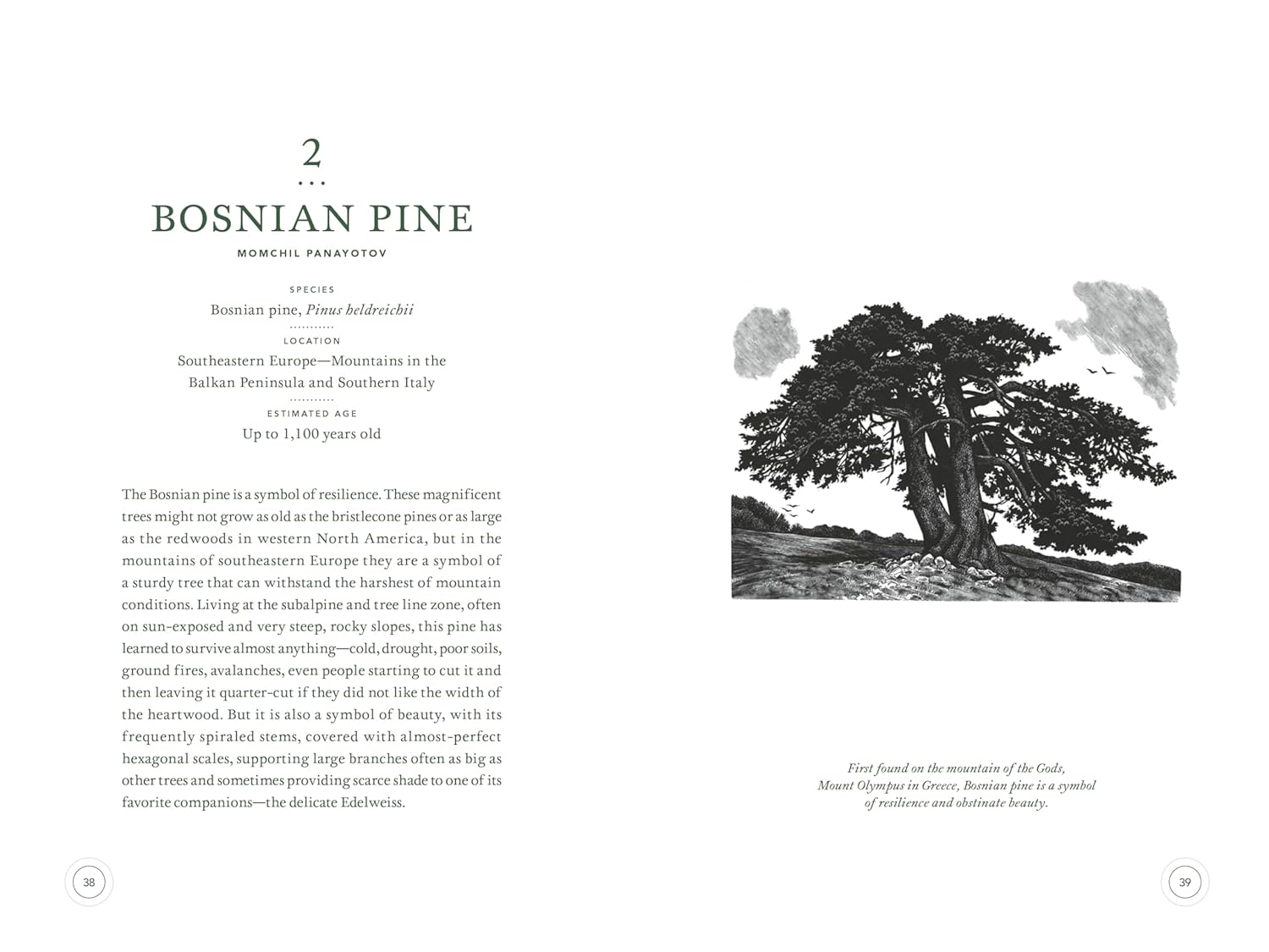 In the Circle of Ancient Trees: Our Oldest Trees and the Stories They Tell      Hardcover – October 14, 2025