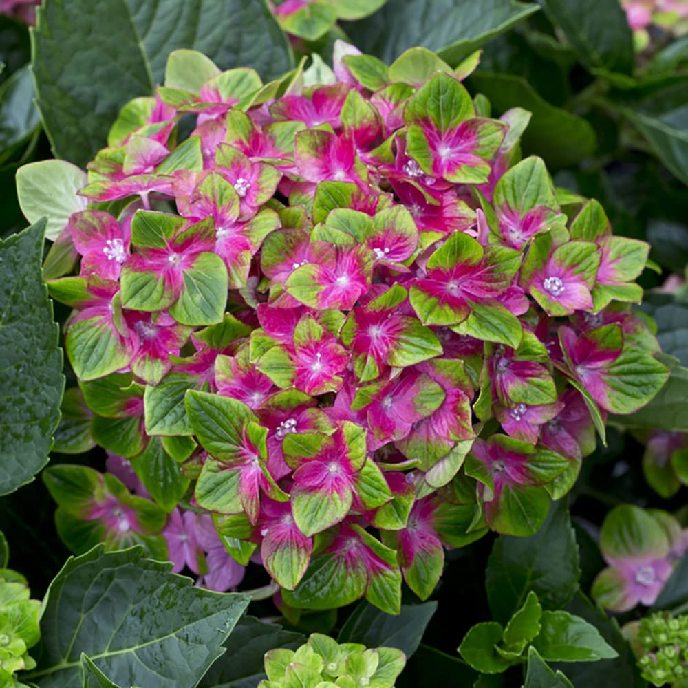 You Garden - 1 x Hydrangea 'Glam Rock' (Schloss Wackerbath) in a 9cm Pot