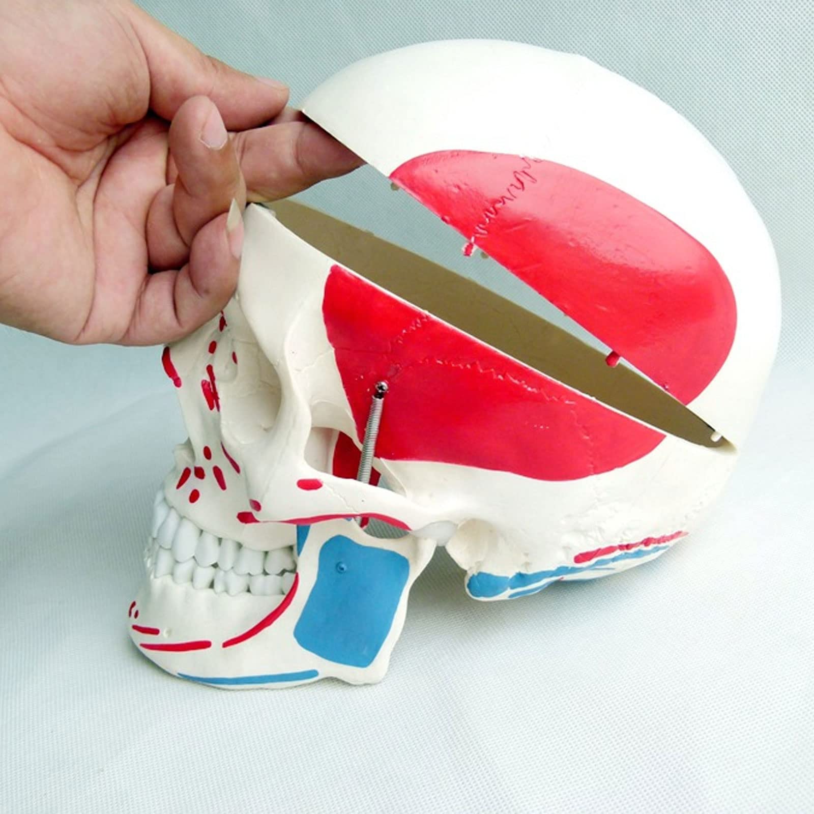 Model Czaszki W Rozmiarze Rzeczywistym, Szkielet Człowieka, Model Anatomiczny Z Wyjmowanym Materiałem Do Nauki