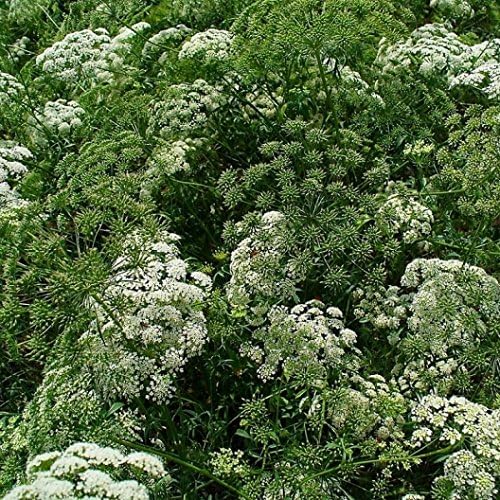 Non GMO Bulk Bishop's Flower Seeds Ammi majus (False Queen Anne's Lace) (25 lbs)