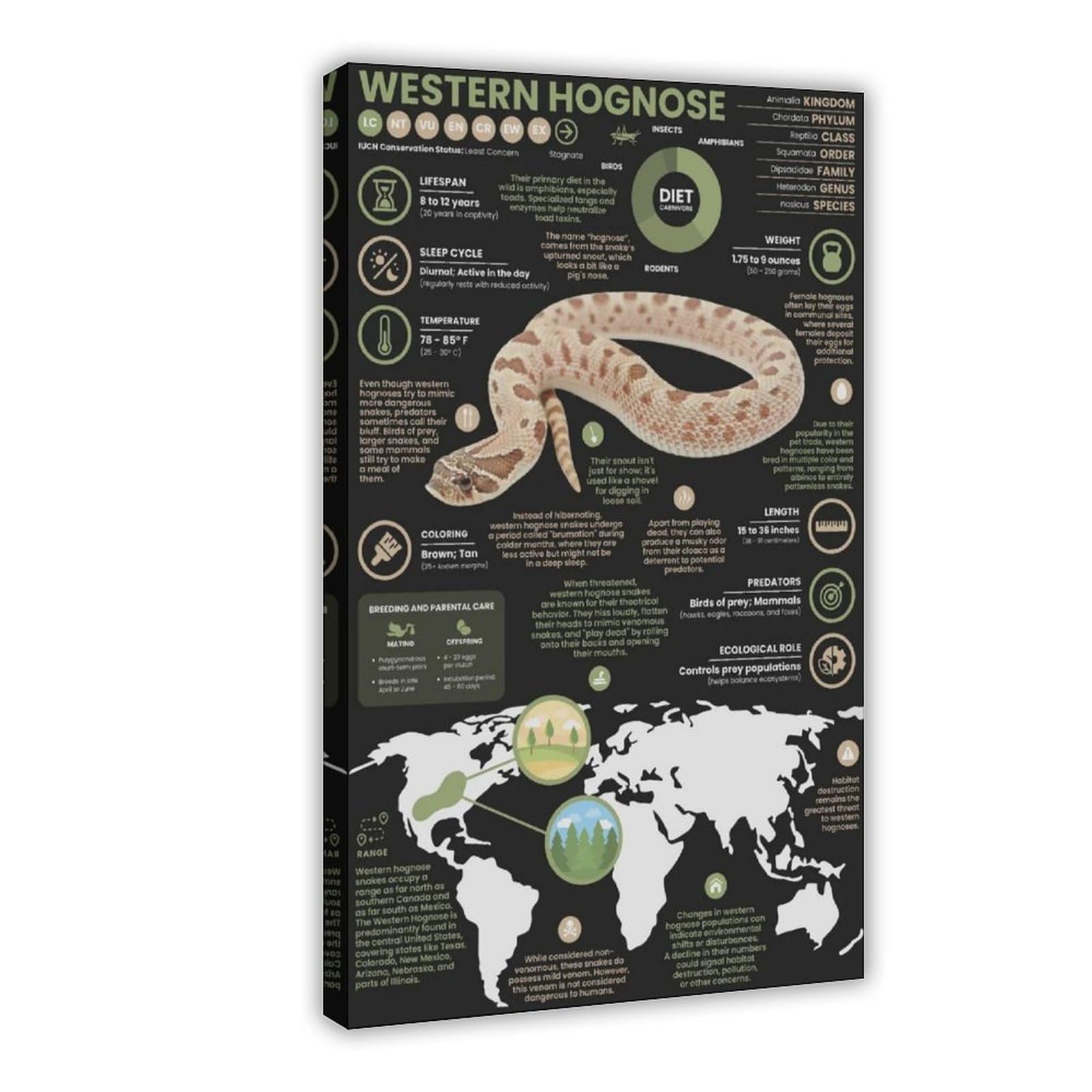 Poster cochon occidental infographie idée cadeau originale 40x61 - 8