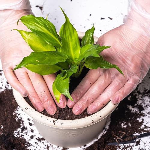 Miniatura 8 de Guantes desechables de limpieza de vinilo, paquete de 50 unidades, 0.118in, sin látex, guantes desechables para examen de servicio de alimentos,