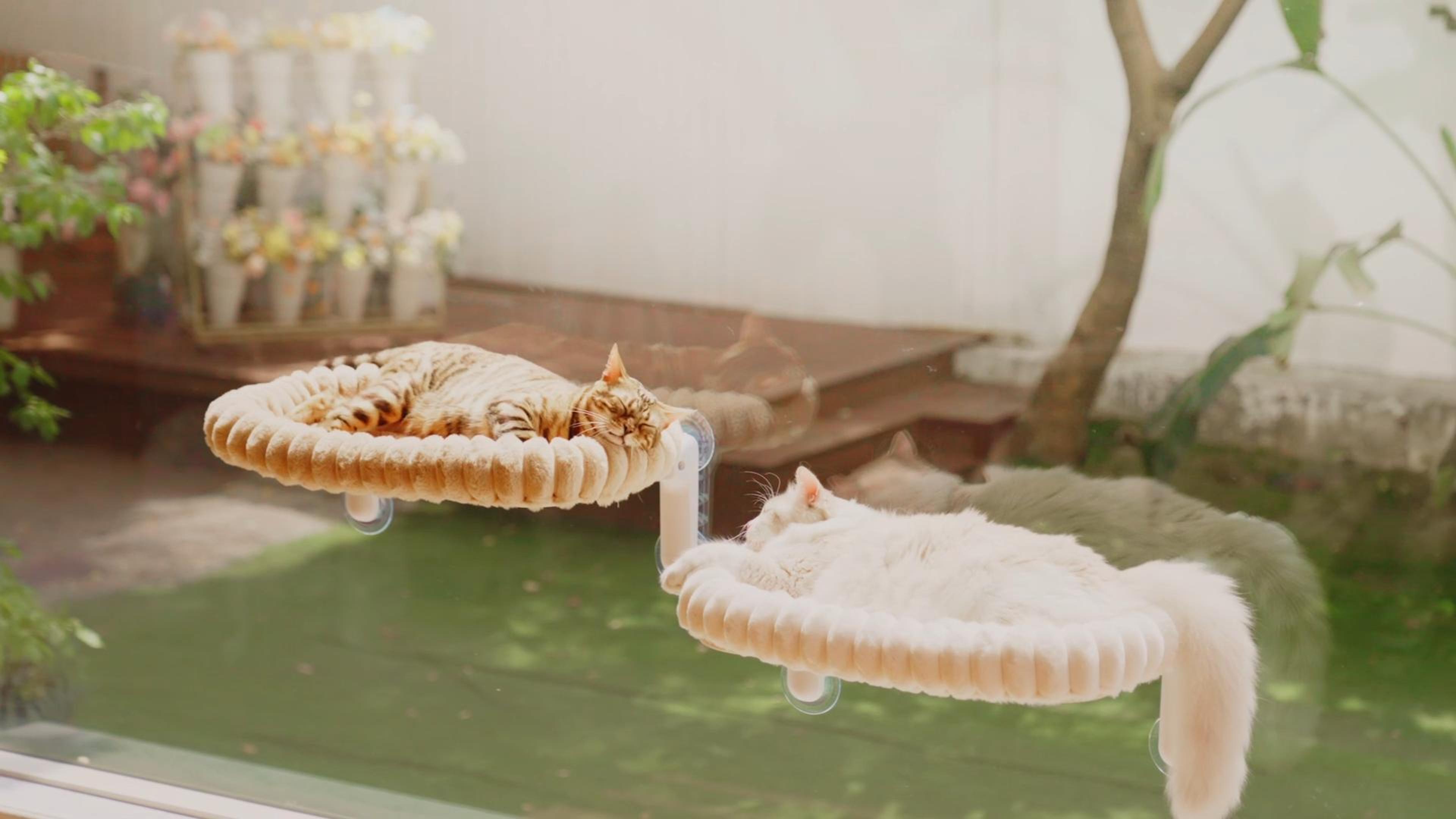 CareCooo Katzen Fensterliege Mit Saugnäpfen - Waschbar Bis 18kg M(52x30cm)