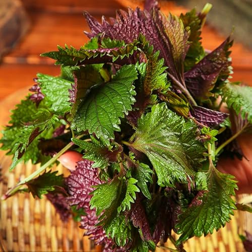 semi di shiso perilla, giardino tappezzanti interno biologici perenni 800pcs