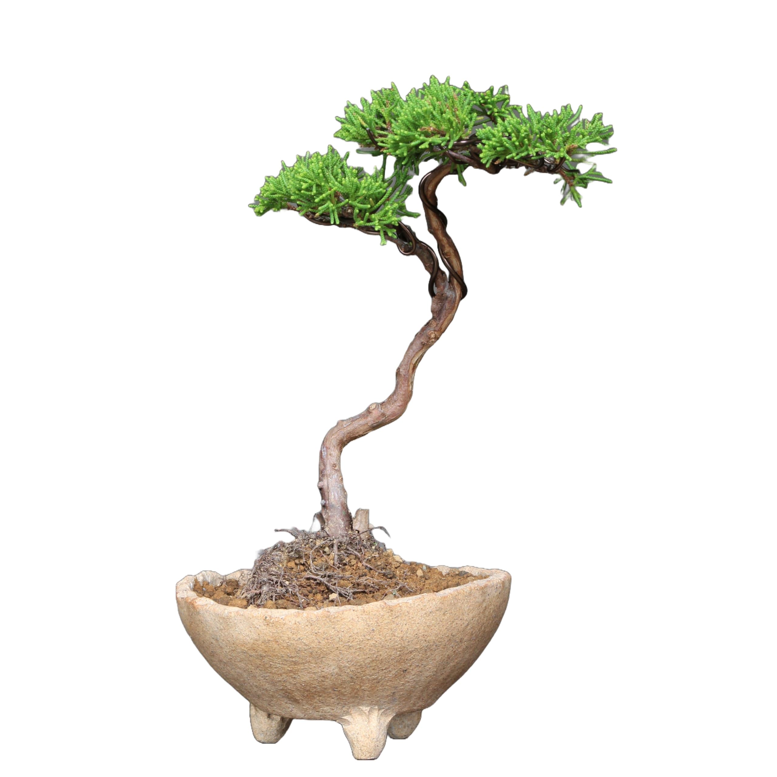 Amazon.co.jp: 糸魚川真柏 文人調 小品盆栽【泰寿園 Online】 : DIY