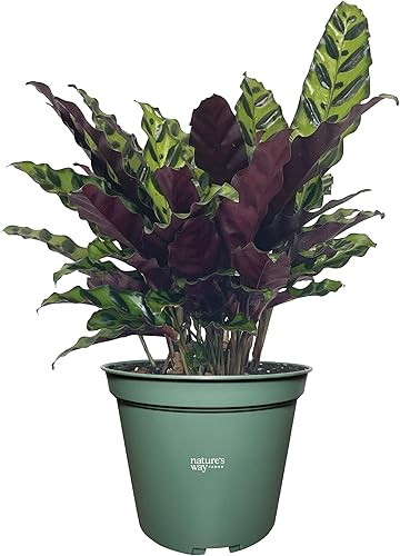 Nature's Way Farms Calathea Goeppertia Insignis "serpiente de cascabel" Planta de interior viva (7-11 pulgadas de alto) en maceta de cultivadores