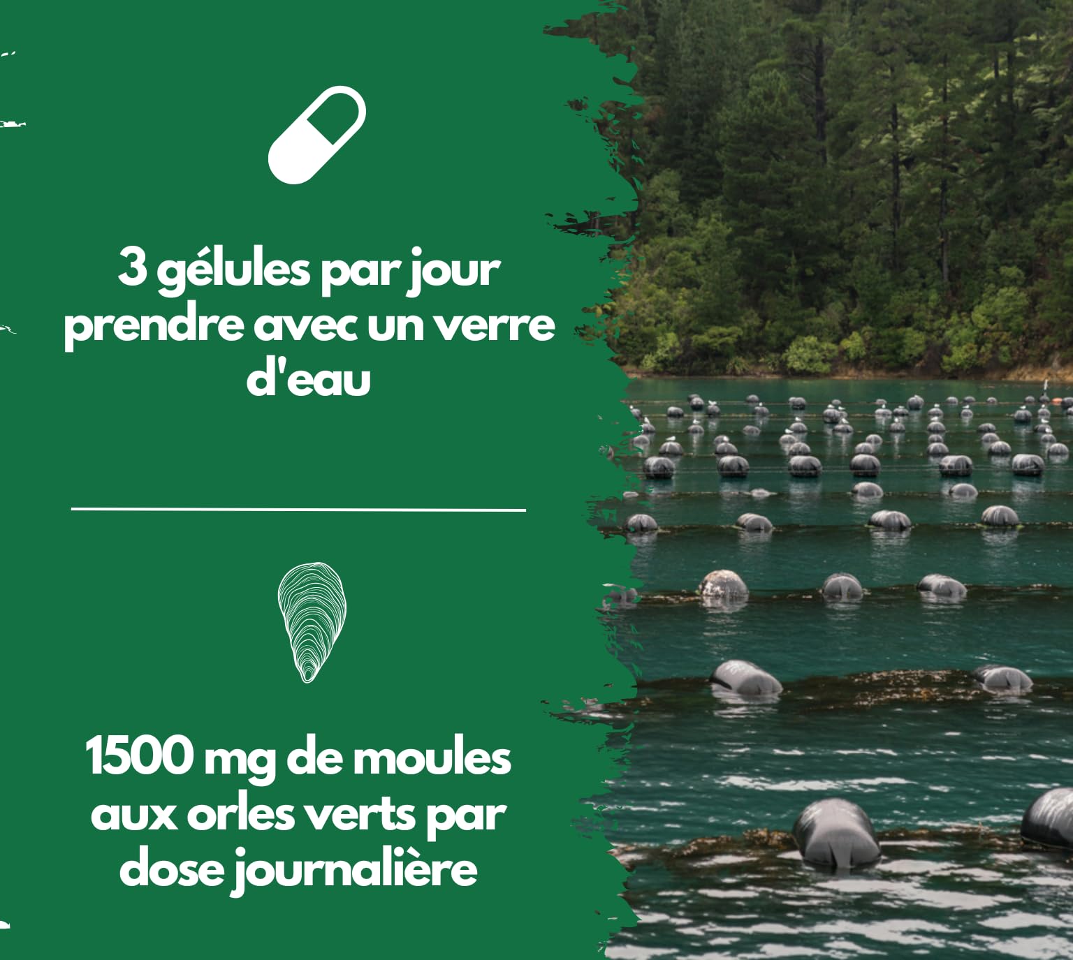 Moules aux orles Verts de Nouvelle-Zélande 1500 MG - Oméga 3 et glycosaminoglycanes - 300 gélules de Poudre de moules aux orles Verts, sans additif