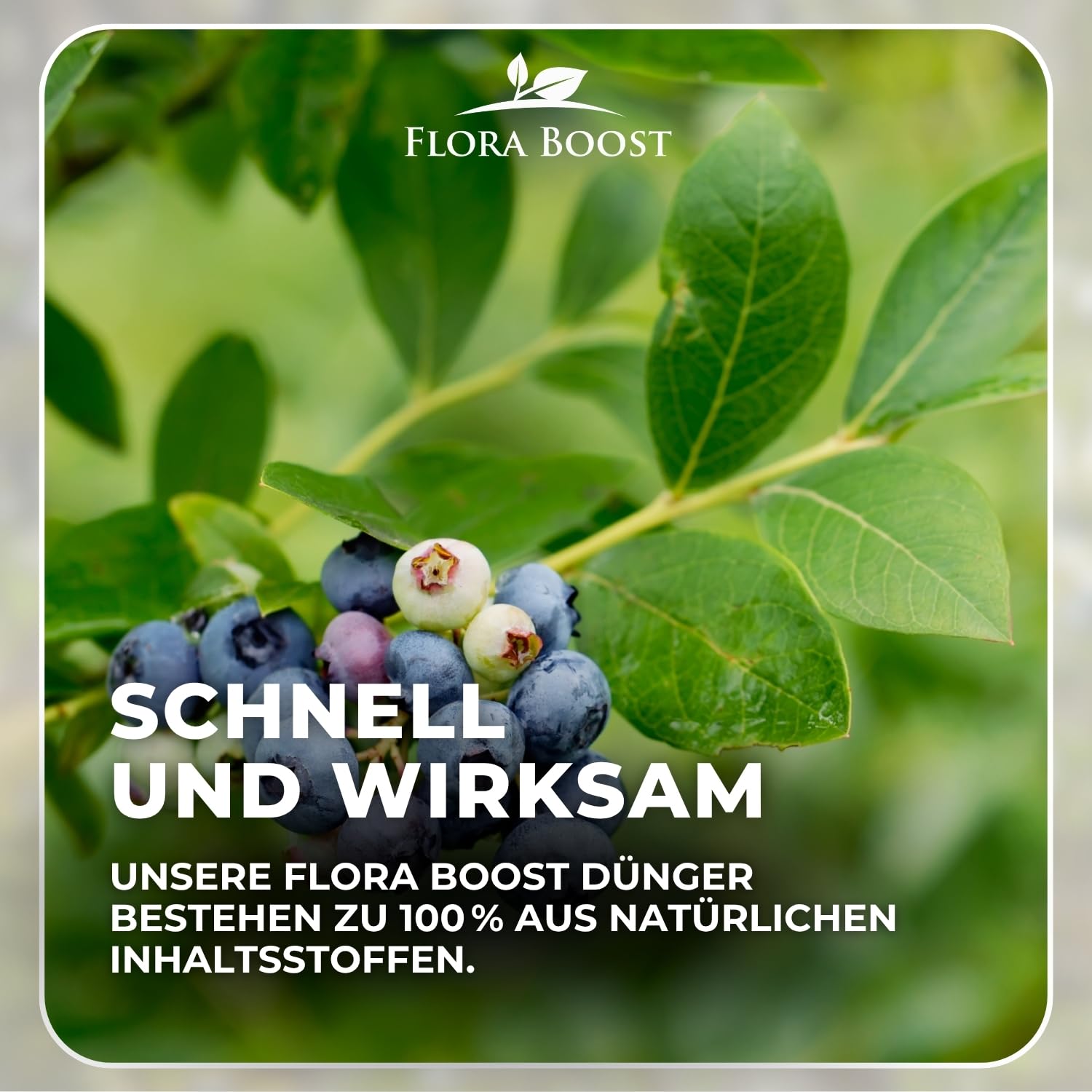 Flora Boost PRO Beeren Dünger mit Langzeitwirkung, 5KG Granulat