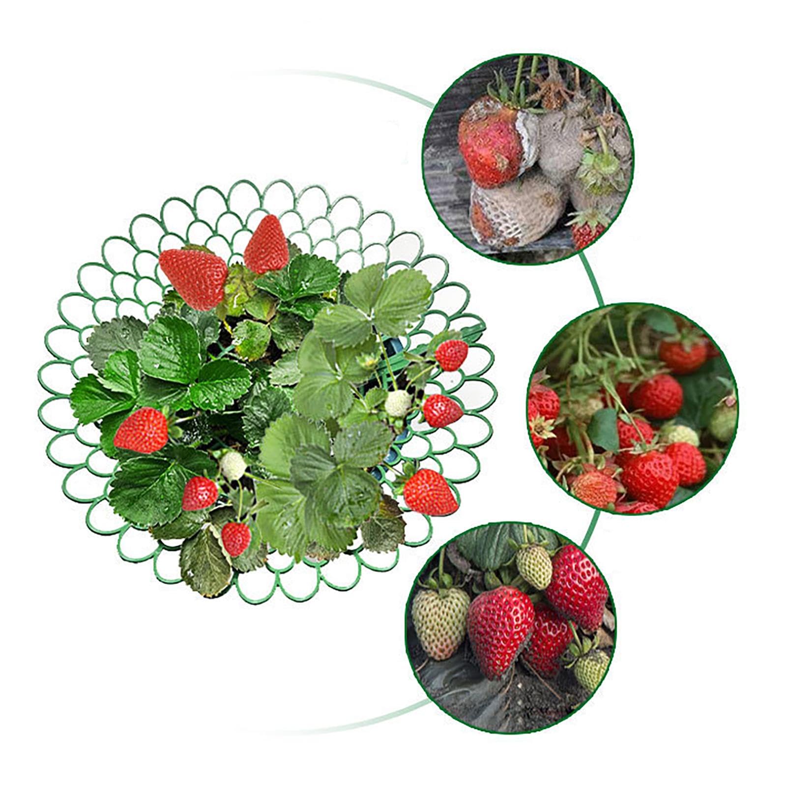 Set di pezzi verde supporto per fragole supporto per piante di fragole piccole fragole mature supporto per piante a rete per fragole da balcone p | Leroy Merlin