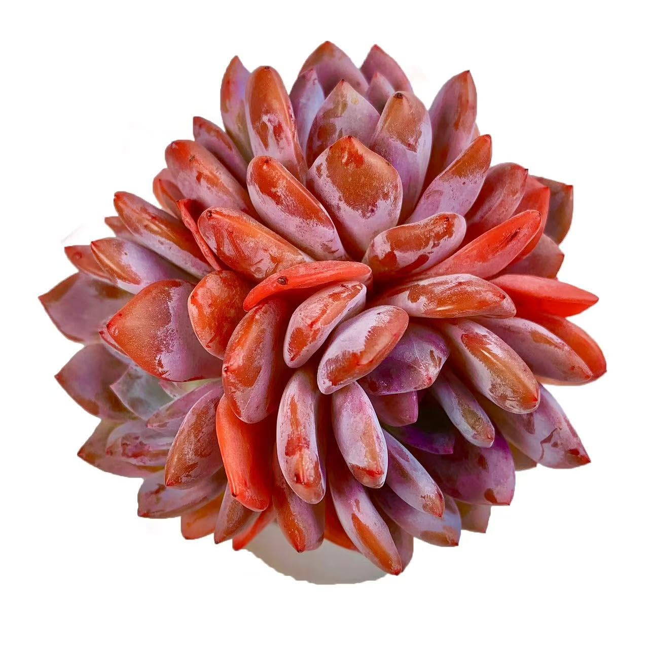 Echeveria Orange Monroe