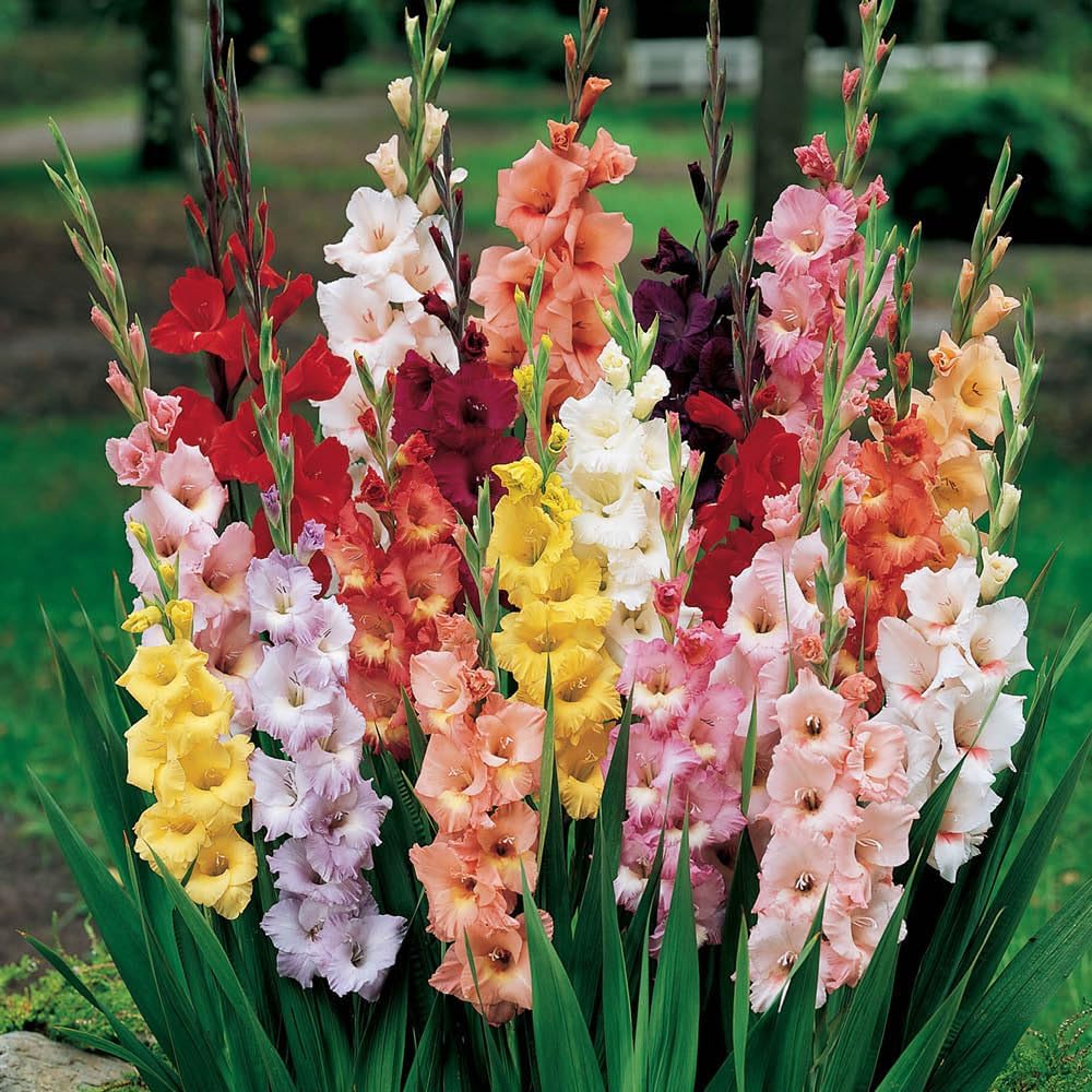 You Garden - Summer Flowering Bulb Mixed Pack, 300 Bulbs, 7 Varieties for Summer Long Colour, Bulk Buy Collection