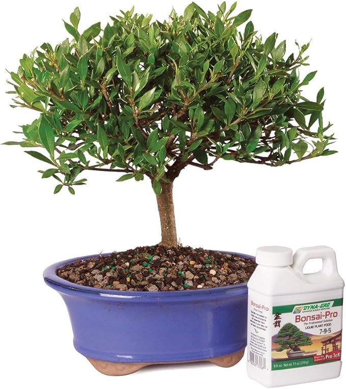 Bonsai Tree Live Brussel's Live Gardenia Bonsai Tree - 6 Year Old, 10-14  Inches Tall With Ceramic Pot Ceramic Pot Bonsai