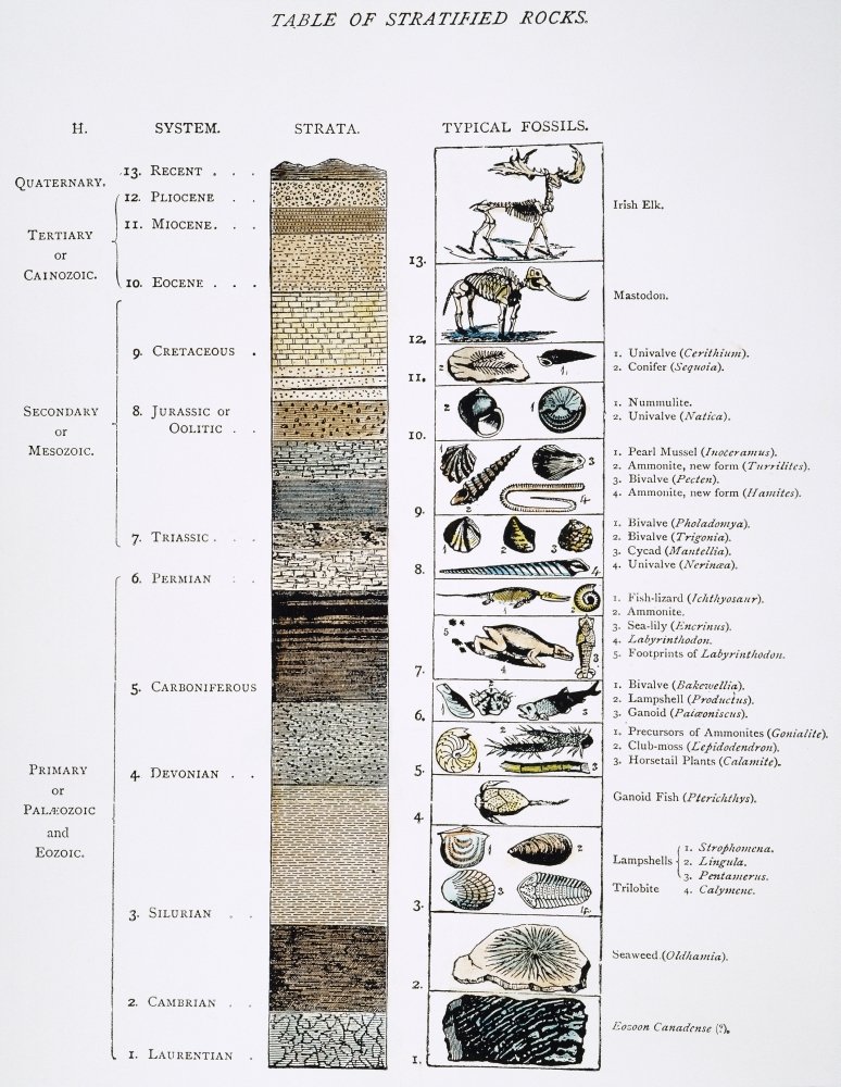 Geology Table Prehistory Na Late 19Th Century Classification Of The Geological Strata In Time Sequence Along With Typical Fossils Found In Each Period Poster Print by (18 x 24)